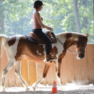 horsemanship opleiding Weert